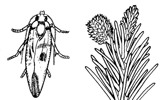 A scientific drawing of a pine tip moth and the new growth of the tips of pine trees where these moths would feed. 