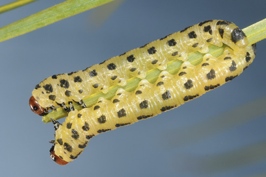 Two yellow caterpillar-like sawflies cling to the tip of a pine needle. Their bodies are checkered with black and their heads are red. 