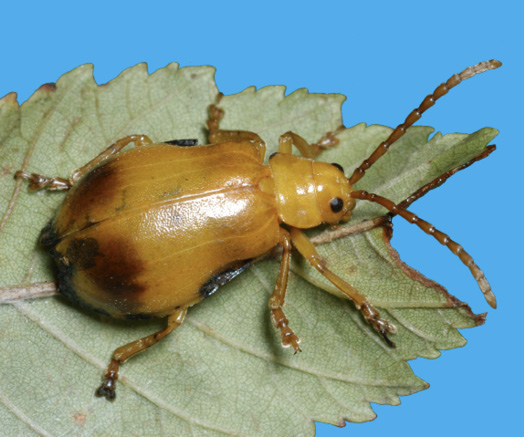 An orange-brown beetle rests on the underside of a leaf. 
