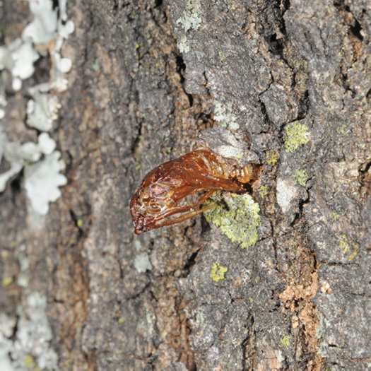 An orange-red insect with its head boring into a tree's bark.