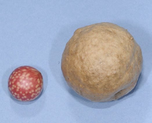 A marble oak gall, which is the size of a marble and red with cream-colored spots, and an oak apple gall, which is the size of a small apple and tan with an uneven surface.
