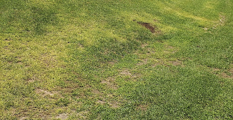 A patch of mostly green grass features a few patches of brown areas.