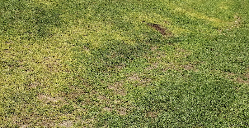 What Is Centipede Grass? N.C. Cooperative Extension