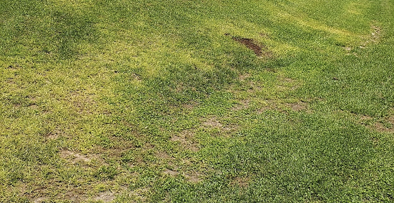 Peat Moss Killed My Lawn, Avoid This Issue