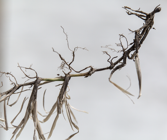 A close up view of rotted stolon is darkened throughout the stem and has small extensions branching from it.