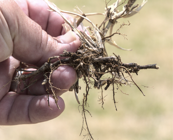 A hand shows a sample of the brown, rotted roots and stolons of diseased grasses.