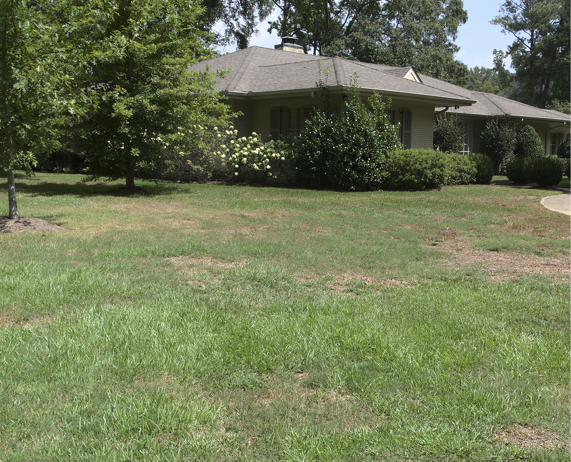 A grassy lawn features many brown patches due to the disease spreading across the area.