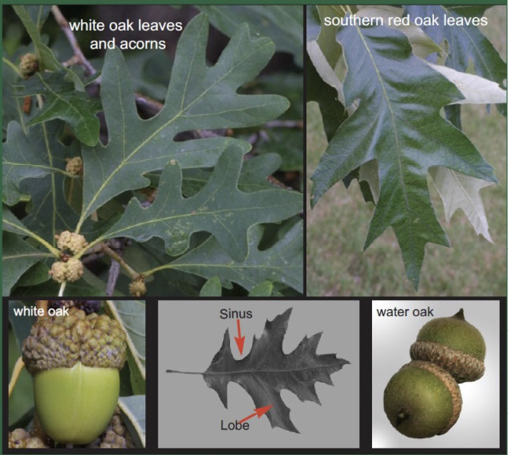 Composite image of leaves and acorns of white oaks and southern red oaks. Descriptions in text.