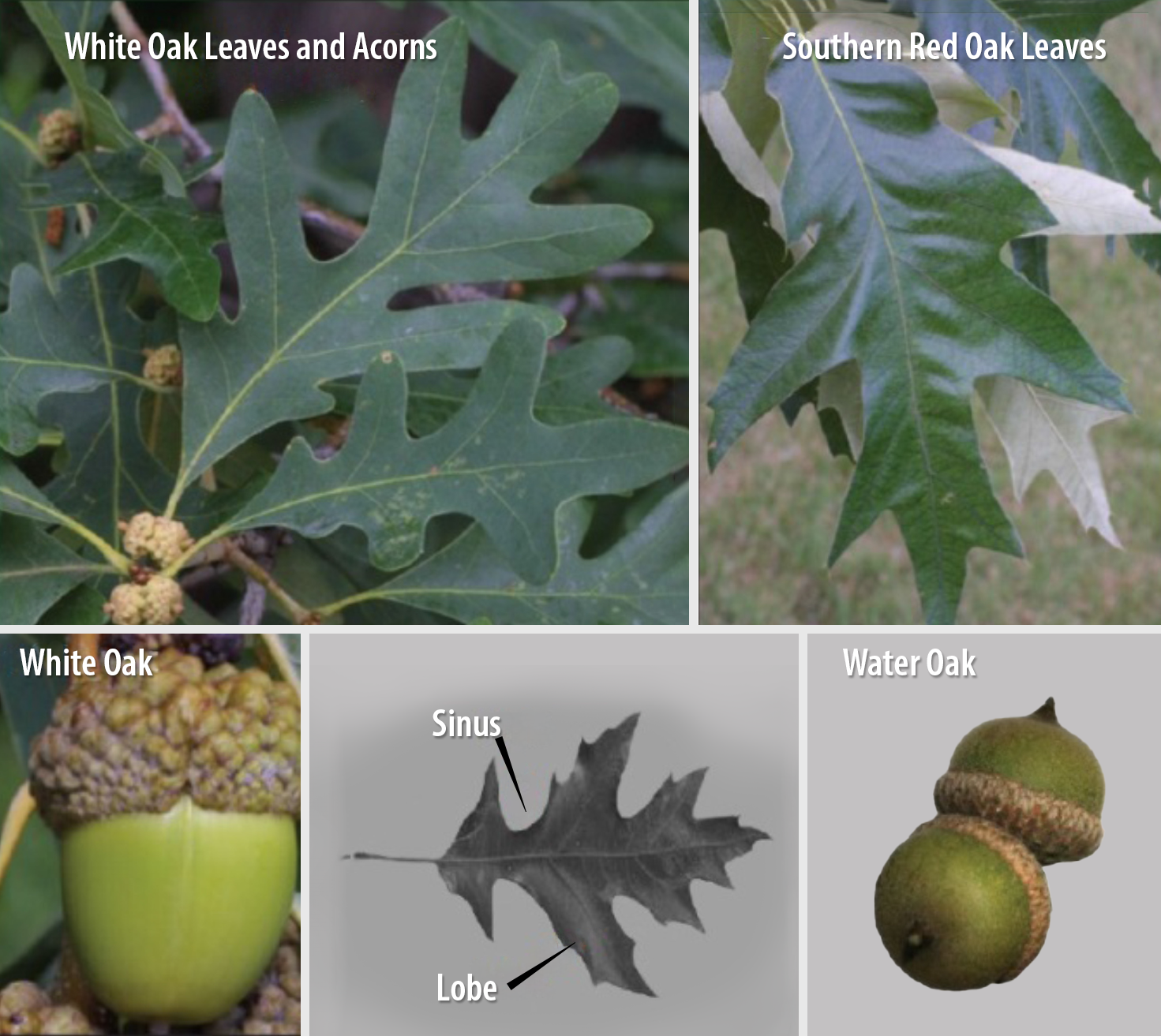 Composite image of leaves and acorns of white oaks, water oaks, and southern red oaks. Descriptions in the text.