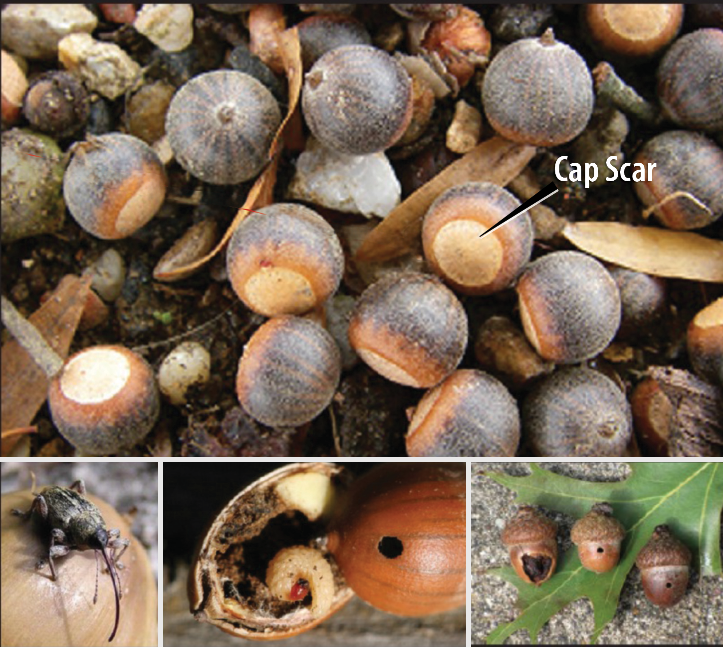 Composite image of many acorns with an arrow pointing to the cap scar of one. The cap scar is a white circle on the top of the acorn. Other images show an insect with a very long, thin snout; an acorn with a small hole on the outside and a curved, legless, white grub inside; and two acorns with small holes and one with a large portion of the shell missing.