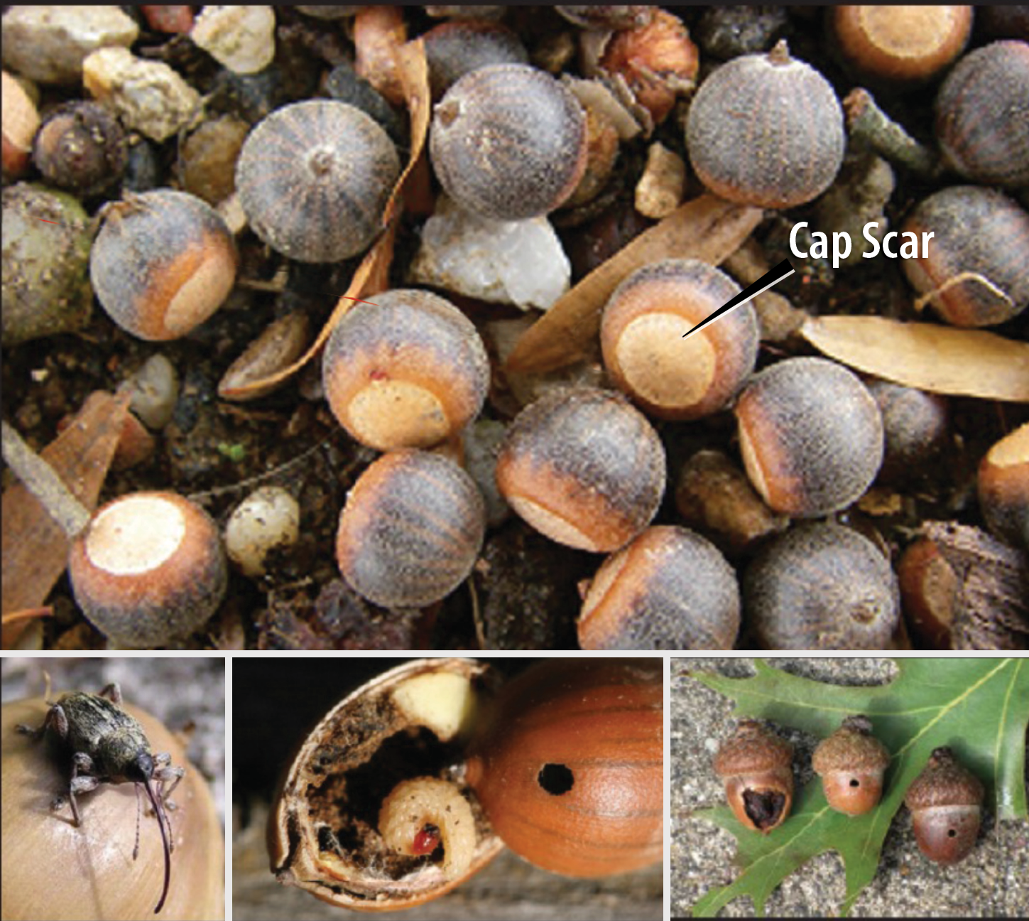 How to Identify Oak Trees Using Acorns  Mississippi State University  Extension Service