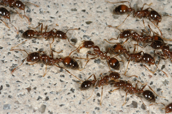 Several ants in a group. The ant in the center is holding a white granule.