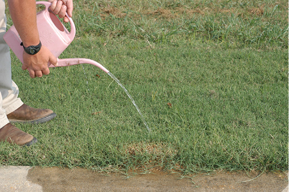 Pouring liquid out of a pink watering can onto a small ant mound at the edge of a sidewalk.