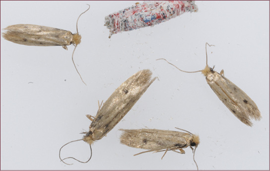 Clothes Moths Threaten Apartment Complexes — Insects Limited