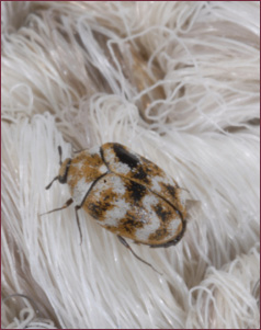  Close-up of a brown and white checkered beetle on a piece of carpet.