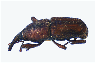 Close-up of a small, brown beetle with an elongate snout.