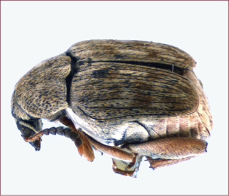 Extreme close-up of a gray, somewhat wedge-shaped beetle.