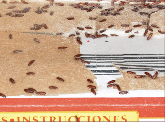 A box of cake mix infested by hundreds of red flour beetles.