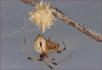A brown widow spider with its spiky round egg sac.