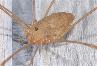 Close-up of a harvestman, showing the single body segment and central eye cluster.