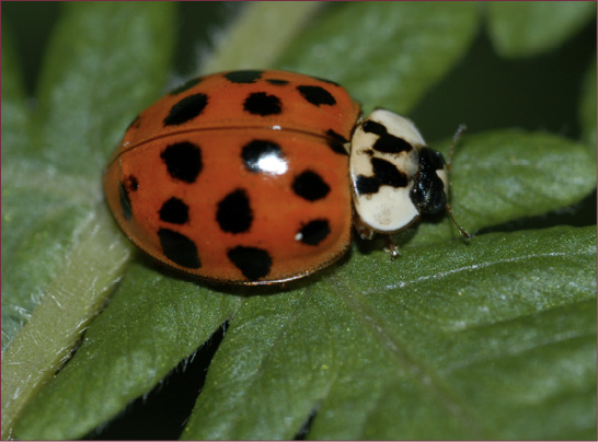 Close-up of an orange beetle with black spots resting on a leaf.