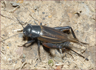 Close-up of a large, black cricket.