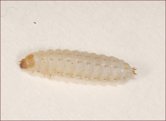 A cream beetle larvae covered with small spines.