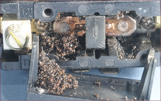 Close-up of an electrical circuit filled with ants.
