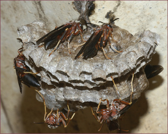 Red wasps are larger than Guinea wasps and have a more painful sting. 