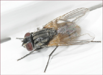 A gray-bodied fly with dark red eyes.