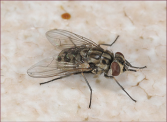A gray-bodied fly with protruding proboscis.
