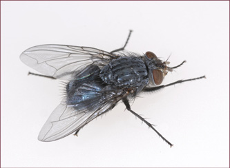 A large, blue fly with dark red eyes.