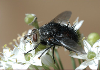 A large, hairy-bodied fly on a small, white flower.