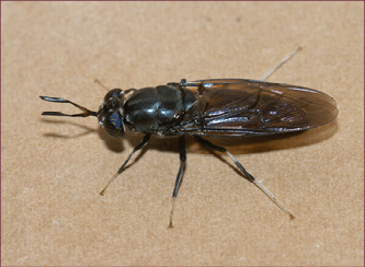 A black, elongate, wasp-like fly.