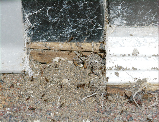 Fire ants bring soil inside a building.