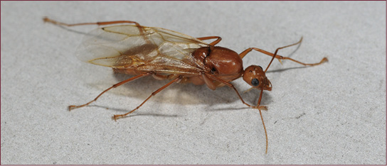 A large, brown ant with wings.