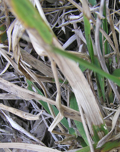 Three-picture panel showing a progressing patch of dollar spot disease in tall fescue. Patches can reach up to 12 inches in diameter as leaves collapse with heavy thatch buildup and sunken areas of dead grass.