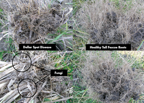 A comparison of healthy (right) and infected (left) tall fescue roots. Dollar spot toxin causes infected roots to thicken, stop growing, and turn brown, directly affecting water and nutrient uptake.