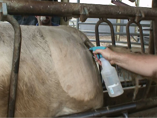 A person sprays down the clipped and cleaned brand site with denatured alcohol. 