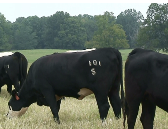A cow with an identification brand on its hip.