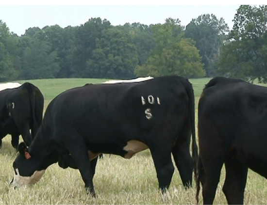 Freeze Branding Beef Cattle  Mississippi State University Extension Service