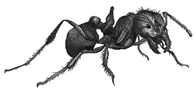 Illustration of a black fire ant.
