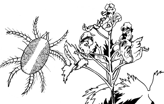 Black and white illustration of a large oval-shaped mite with 8 legs and dark spots on either side of its body. The mite is shown next to a rose bush.