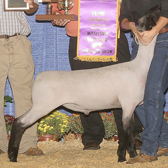 A white lamb with black legs and head.