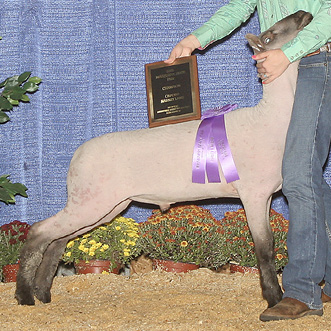 A white lamb with dark gray legs and head.