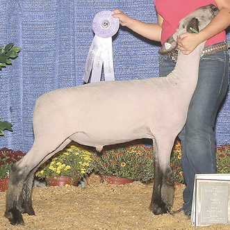 A white lamb with dark gray legs and some dark gray on its head.