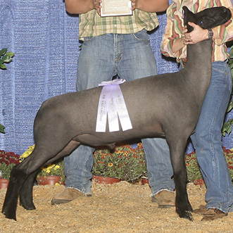 A dark gray lamb with black legs and head.