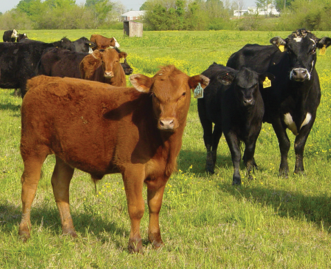 Cows standing in a grassy field.