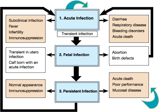Acute (transient) infection can result in subclinical infection, fever, infertility, immunosuppression, diarrhea, respiratory disease, bleeding disorders, or acute death.Fetal infection can result in transient in utero infection, a calf born with an acute infection, abortion, and birth defects.Persistent infection can result in a normal appearance, immunosuppression, acute death, poor performance, and mucosal disease.