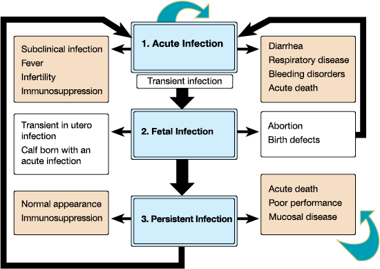 viral diarrhea